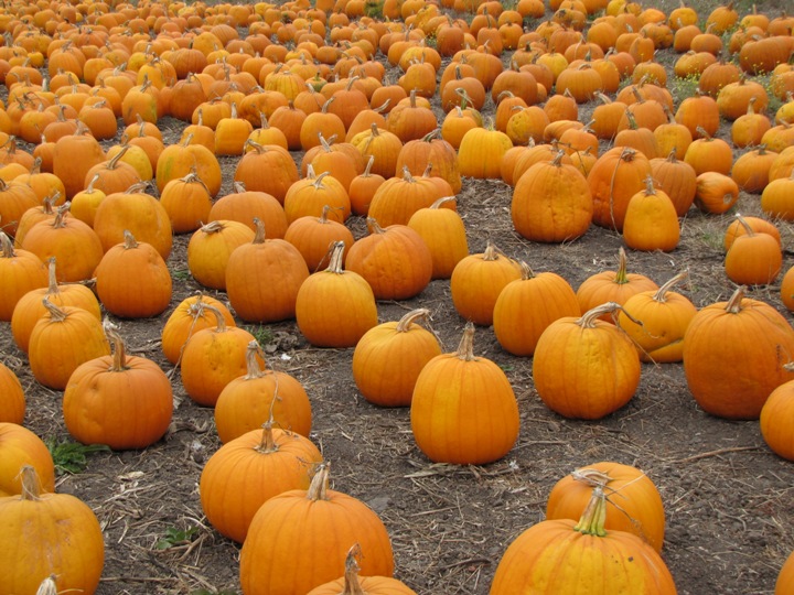 pumpkins